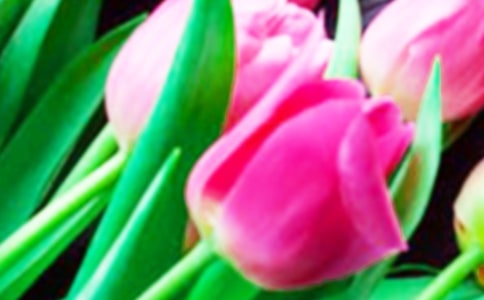 描寫郁金香的詞語(yǔ)