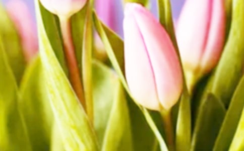 關(guān)于郁金香的唯美句子