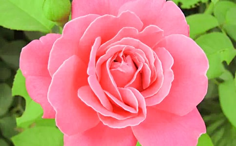 �¼�����ô�B(y��ng)-�¼������B(y��ng)ֳ����