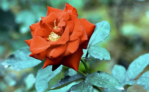 關于月季花的唯美句子