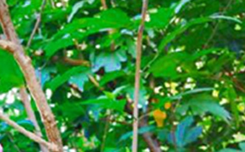 ���Â�(g��)���簲���������x175�䣩