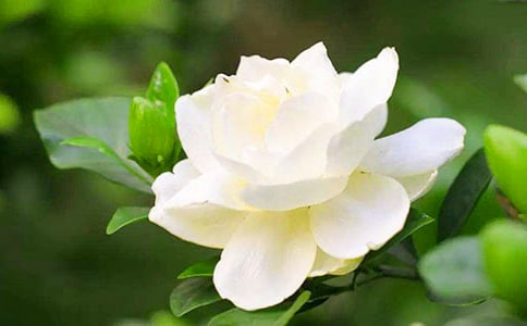 聽(tīng),梔子花開了作文2000字