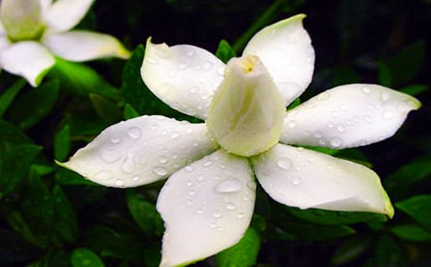 梔子花的形態(tài)特征