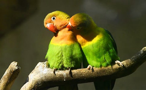 精選鸚鵡魚作文合集八篇