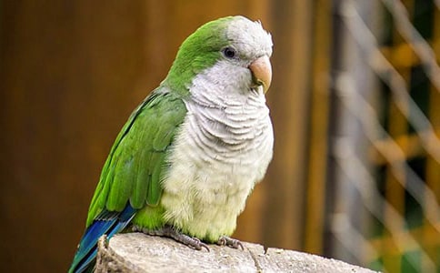 ��ĬЦԒ֮�W�^ƪ