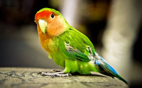 ���P�W�^�~���ąR��9ƪ