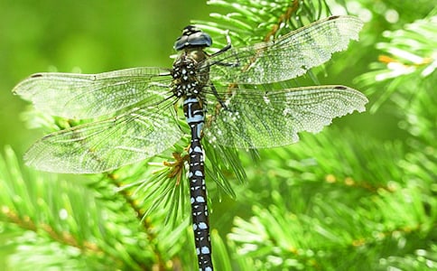 精選蜻蜓點(diǎn)水作文八篇