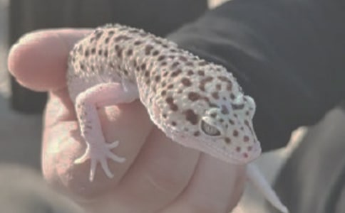 大蜥蜴讀后感作文300字