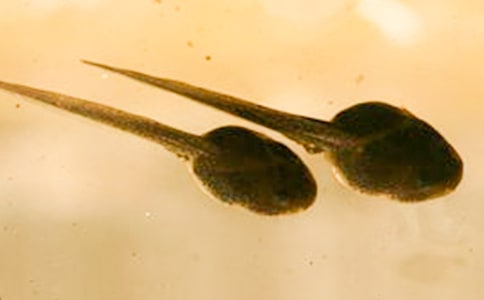 С����ҋ���ͯԒ����