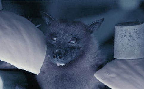 有關蝙蝠的寓言故事