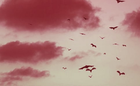 黑蝙蝠的秘密讀后感400字