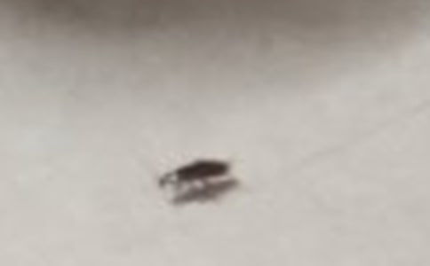 蟑螂作文400字10篇