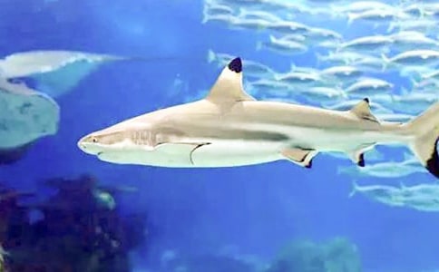 楊楊,釣鯊魚的男人名人故事