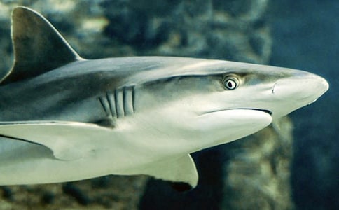 �P(gu��n)�����~�����\����ƪ