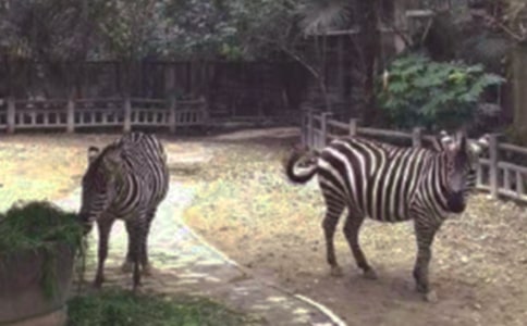 �Y׌���R��