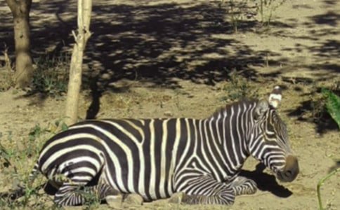 迷糊的斑馬作文