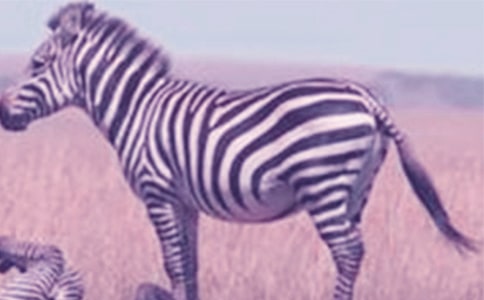 失憶在斑馬線上作文