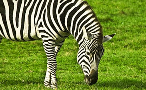 可愛的小斑馬作文