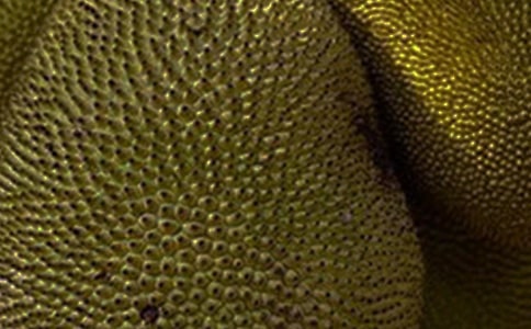 菠蘿蜜樹作文(通用5篇)