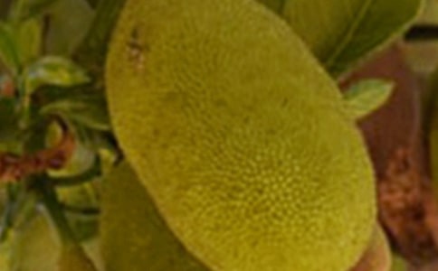 切菠蘿蜜作文300字