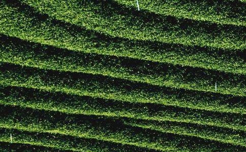 觀察茶葉作文(7篇)