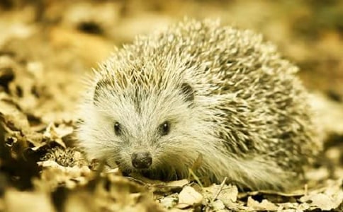 趣味童話故事:小刺猬卷卷