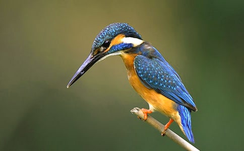 人教版小學(xué)三年級下冊語文《翠鳥》詞語解釋