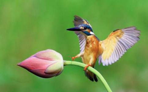 湖邊的翠鳥優(yōu)秀作文600字范文(精選15篇)