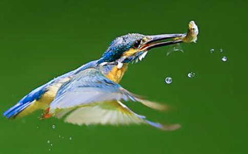 翠鳥(niǎo)作文400字八篇