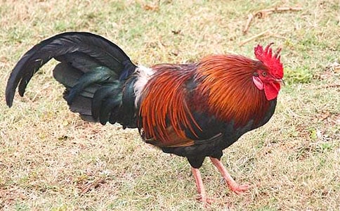 ���Ĺ��uͯԒ������ƪ