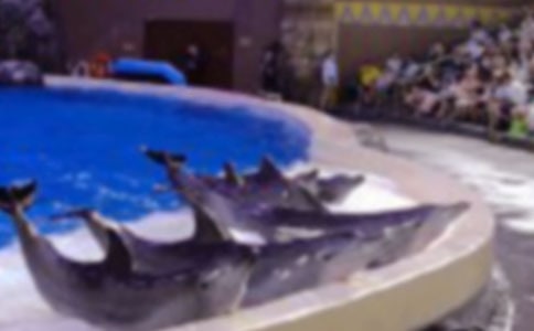 介紹海豚的作文400字