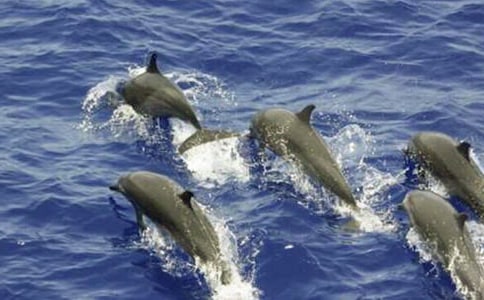 聰明的海豚400字作文(精選27篇)