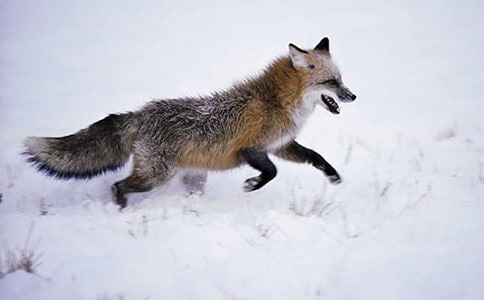 讀《了不起的狐貍爸爸》有感作文450字
