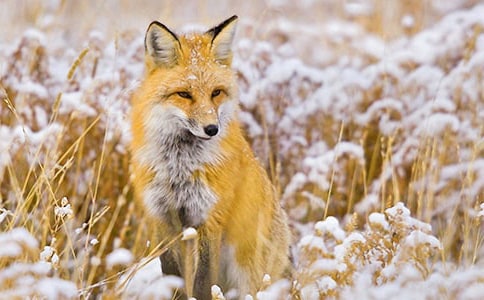 實用的狐貍童話作文600字