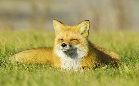 �茑��؂���~�Z��ʲô