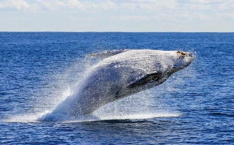 鯨魚作文600字合集八篇