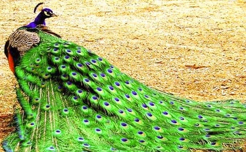 《孔雀東南飛》改寫(xiě)作文500字(通用10篇)