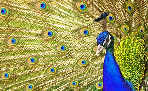 【精】和平孔雀作文