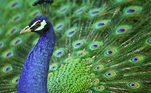 孔雀比美童話故事