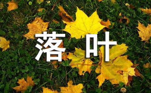落葉情作文400字