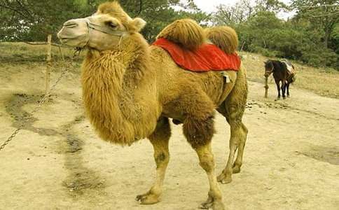 小駱駝和小紅馬童話作文