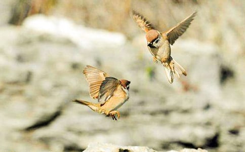 任性的小麻雀小學(xué)作文