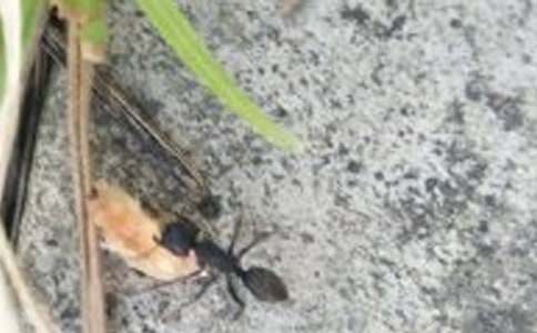 我發(fā)現(xiàn)了螞蟻不怕火也不怕水小學(xué)生作文