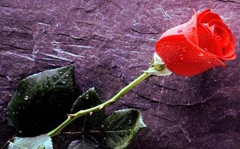 描寫玫瑰花作文