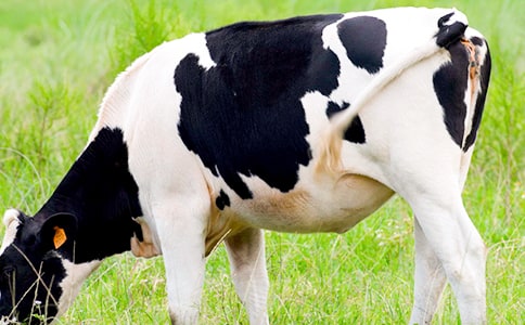 奶牛作文300字6篇