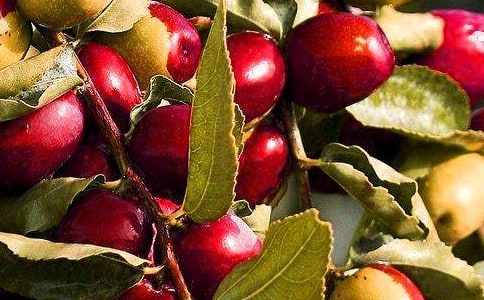 喜歡水果作文5篇【必備】