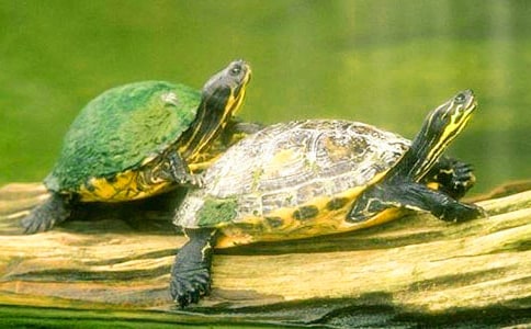 ����������