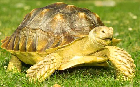 С����_��С����?sh��)����?00��