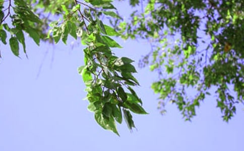 ���õ��簲���Z41��