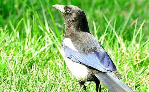 關于喜鵲童話作文匯編8篇